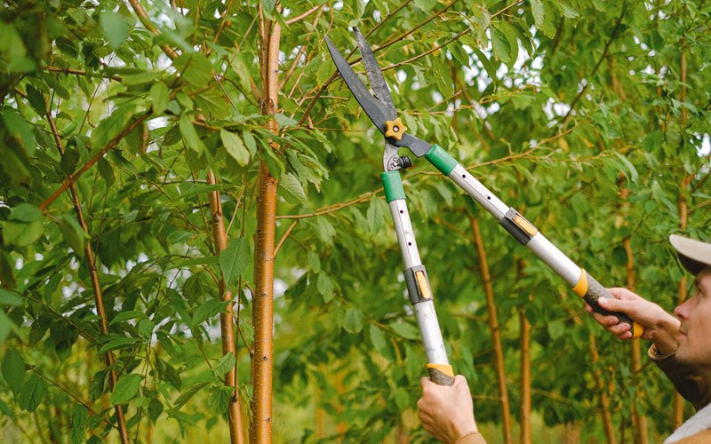 Tree trimming in Shirland, IL