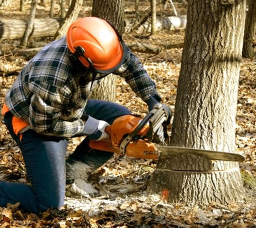Tree Removal in Shirland, IL